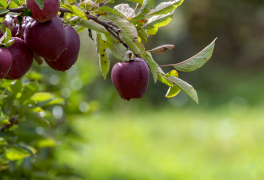 pomme 9 liste